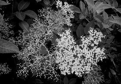 Lady Elder Tree: Northern Animism and Witchcraft