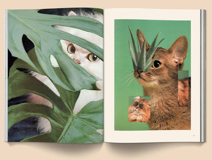 Catnip Magazine | Broccoli