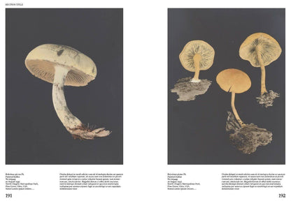 An Illustrated Catalog of American Mushrooms