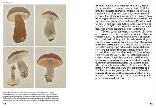 An Illustrated Catalog of American Mushrooms